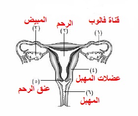 الجهاز التناسلي في الأنثى